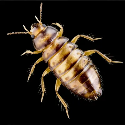 Illustration hexapods - Image 1