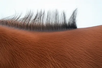 Illustration hog - Image 1