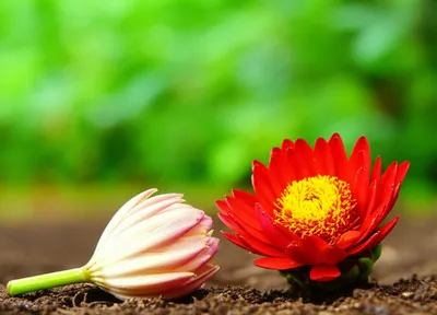 Illustration abortive - Image 1