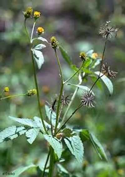 Illustration blackjack - Image 2