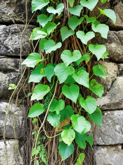 Illustration embedded - Image 2