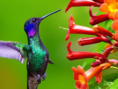 Illustration flitting - Image 1