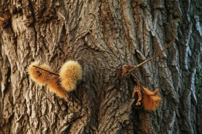 Illustration chestnuts - Image 1