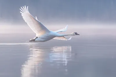 Illustration gliding - Image 1