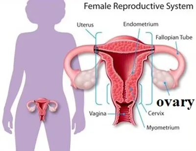 Illustration ovarian - Image 2