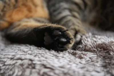 Illustration retracted - Image 1