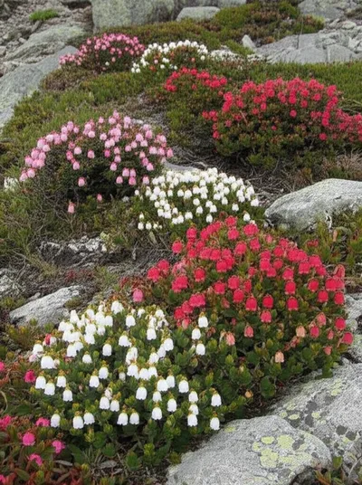 Illustration heathers - Image 1