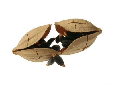 Illustration ruptured - Image 1