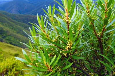 Illustration toro - Image 1