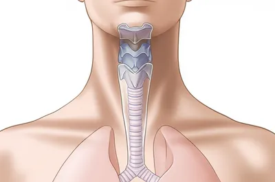 Illustration tracheae