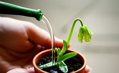 Hình ảnh minh họa dousing - Ảnh 1