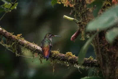 Illustration hermit - Image 1