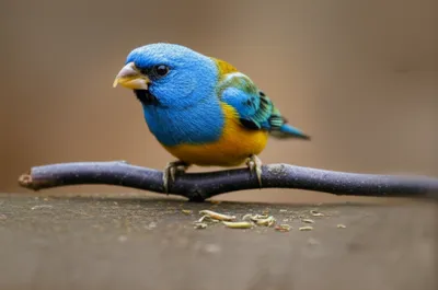 Illustration coping - Image 1