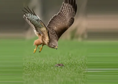 Hình ảnh minh họa swoops - Ảnh 1