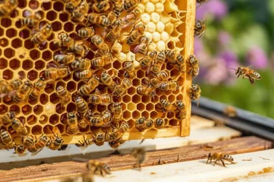 Illustration honeybee - Image 1