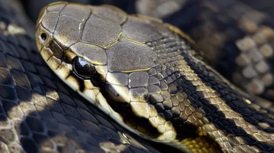 Illustration parietal - Image 1