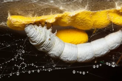 Illustration silks - Image 1