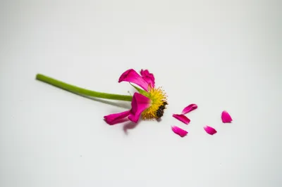 Illustration mutilations