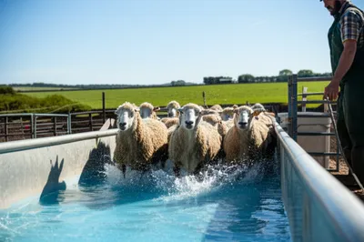 Illustration dips - Image 1