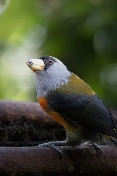 Hình ảnh minh họa barbet - Ảnh 2