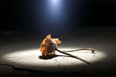 Illustration fines - Image 1