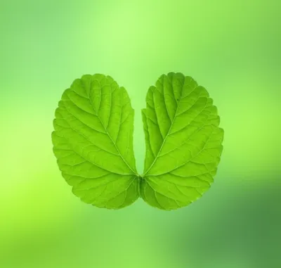 Illustration bipartite - Image 1