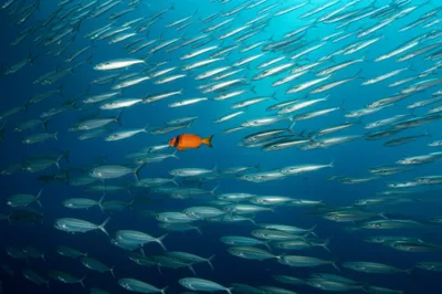 Illustration singular - Image 1