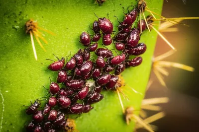 Illustration carmine - Image 1