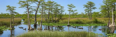 Illustration swamps - Image 1