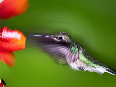 Illustration shakes - Image 1