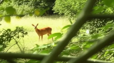 Illustration hunts - Image 1