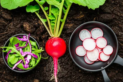 Illustration radish - Image 1