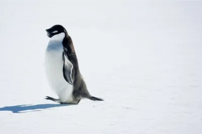 Illustration waddling - Image 1