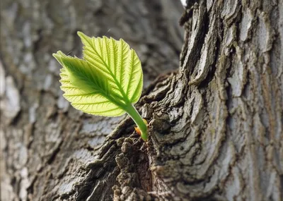 Illustration axillary - Image 1