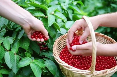 Illustration culled - Image 1