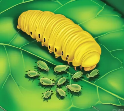 Hình ảnh minh họa barbet - Ảnh 1