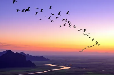 Illustration migratory - Image 1