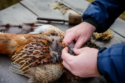 Illustration plucking - Image 1