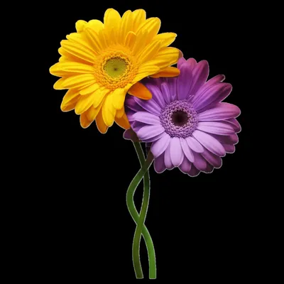 Illustration conjoined - Image 1