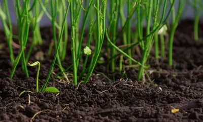 Hình ảnh minh họa radicalization