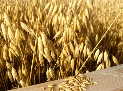 Illustration oats - Image 1