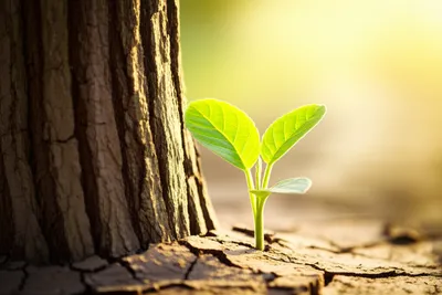 Illustration graduates - Image 1