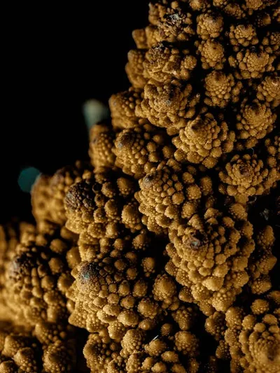 Illustration cruciferous - Image 2