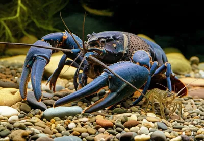 Illustration marron - Image 1