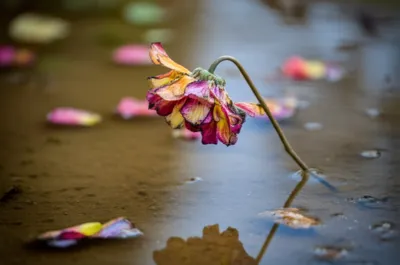 Illustration wallow - Image 1