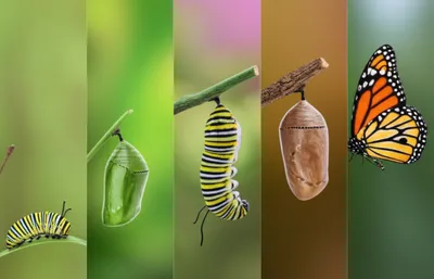 Illustration intergrade - Image 1