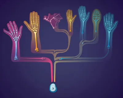 Illustration homologs - Image 1