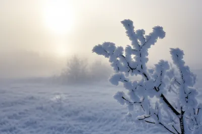 Illustration rime - Image 1