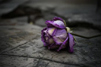 Illustration stiffer - Image 1