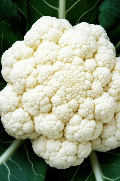 Illustration cauliflower - Image 1